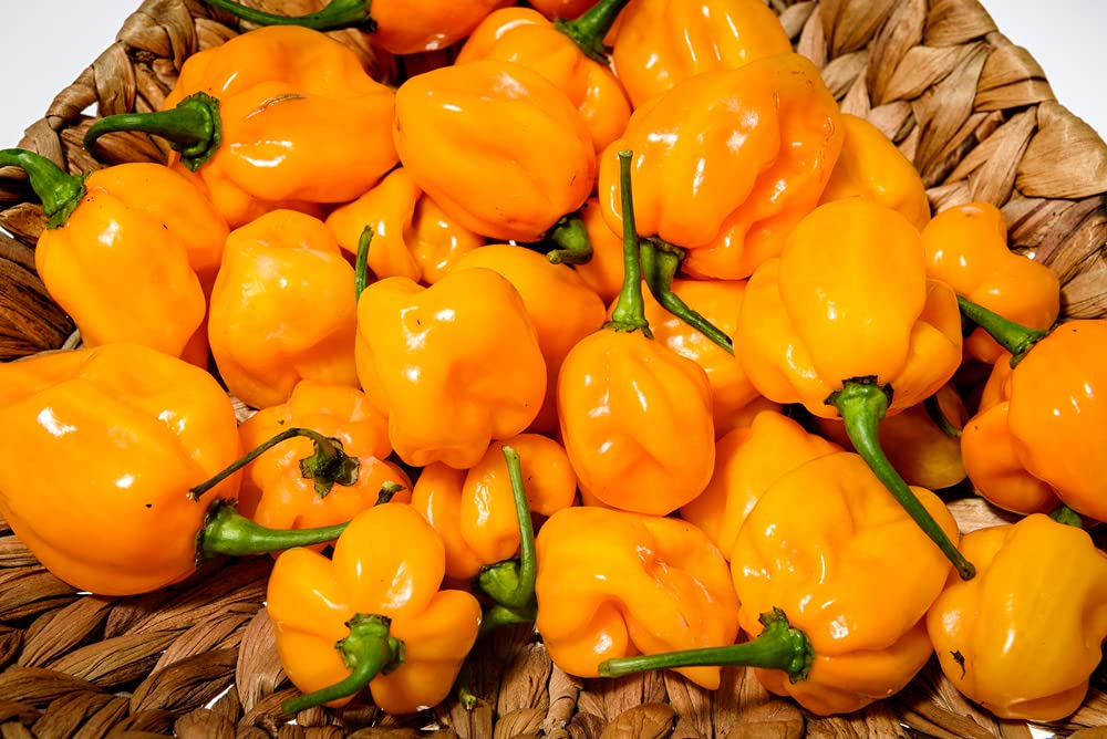 Habanero Pepper Ground 4oz - Premium All Natural Powder. No Additives. Hot & Spicy Rich Flavor By Amazing Chiles and Spices.