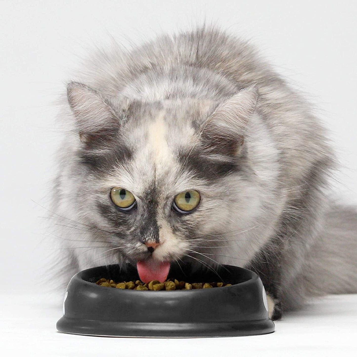 Open Farm Homestead Turkey & Chicken Grain-Free Dry Cat Food, Wild-Caught Fish Recipe with Non-GMO Superfoods and No Artificial Flavors or Preservatives, 2 lbs