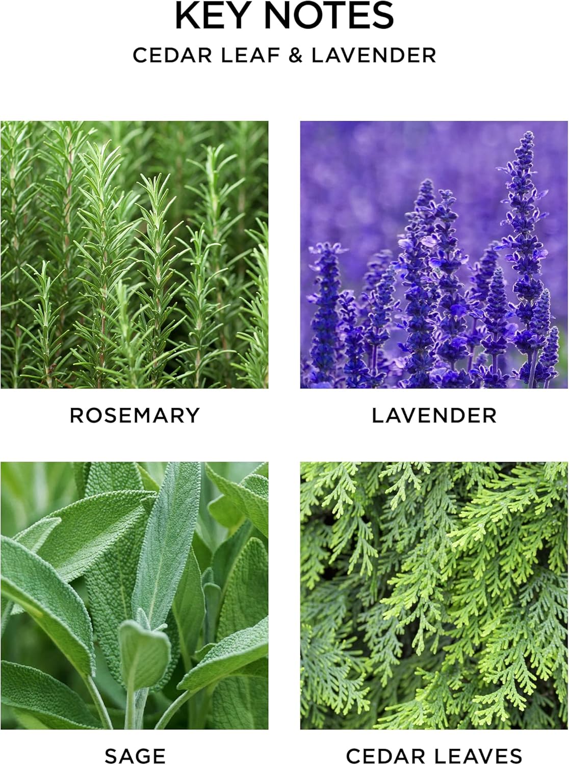 NEST New York Reed Diffuser Refill, Cedar Leaf & Lavender, 5 Fluid Ounces, 5.9 Fl Oz (Pack of 1)