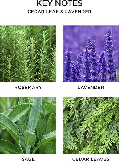 NEST New York Reed Diffuser Refill, Cedar Leaf & Lavender, 5 Fluid Ounces, 5.9 Fl Oz (Pack of 1)